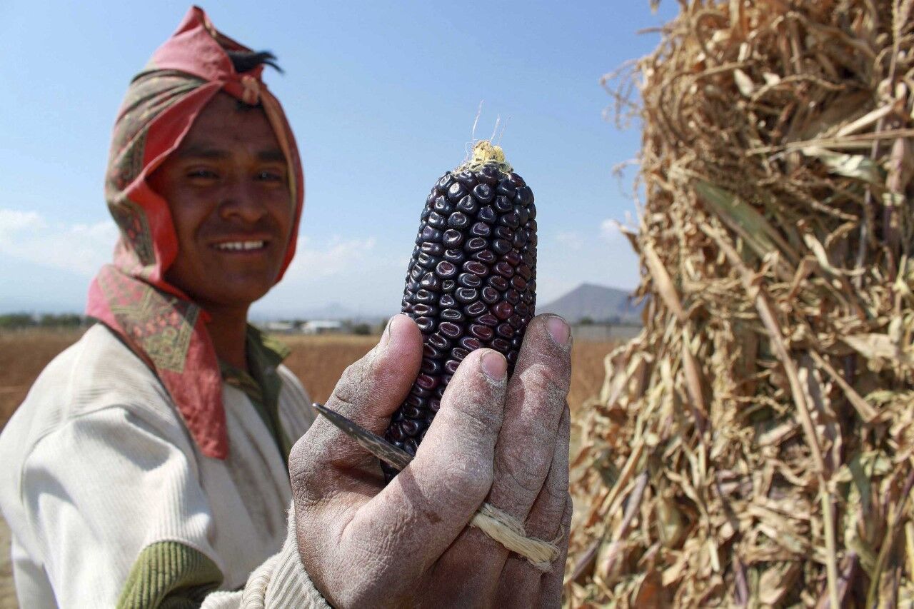 "Maize Traditions in Puebla"